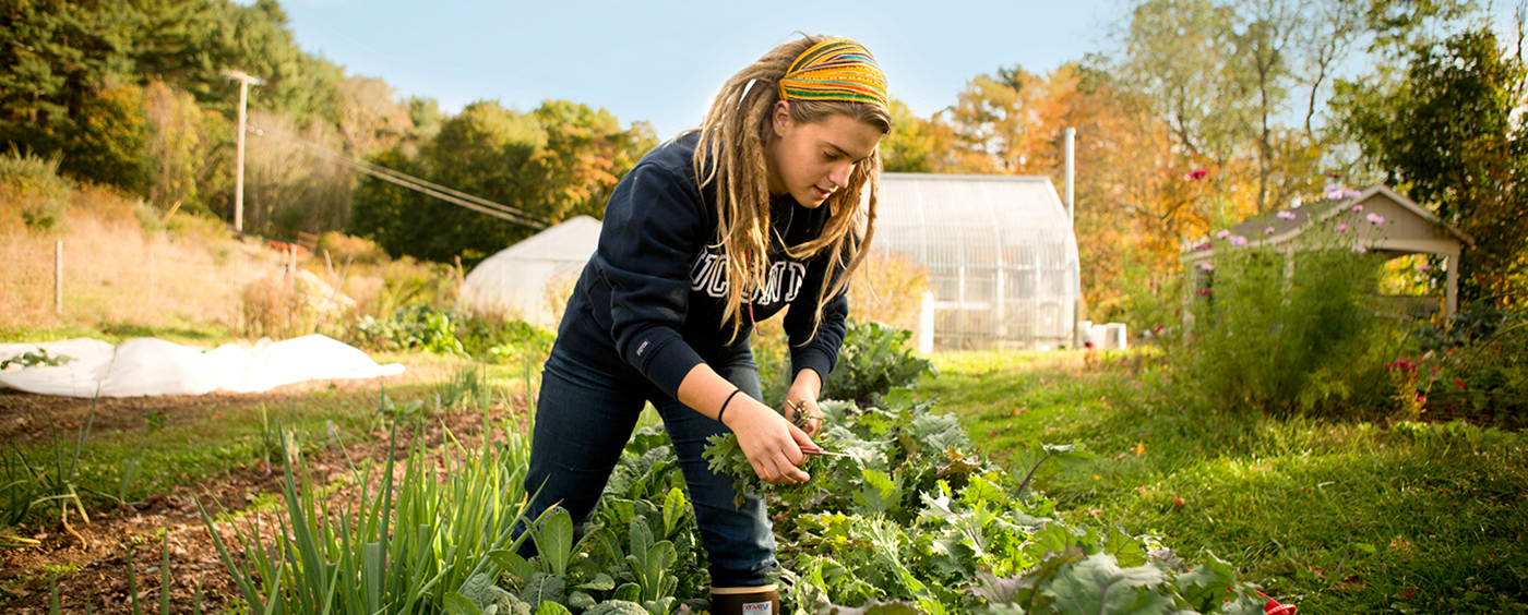 A worker picks crops at Sienna Farm.